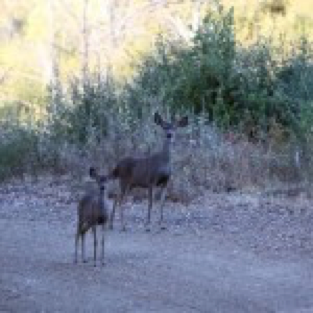 deer