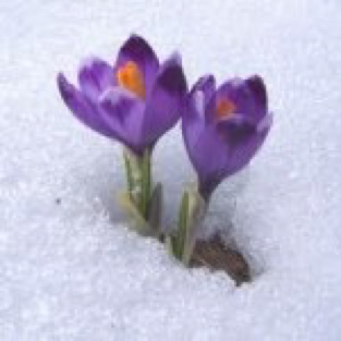 flowers emerge through the snow