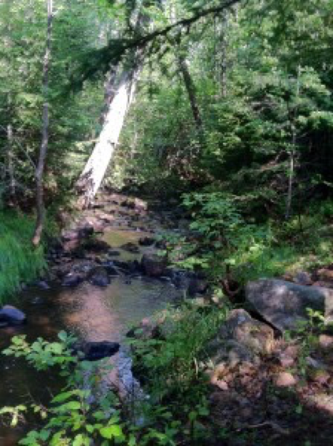 strem-in-forest