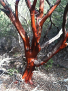 Manzanita Wisdom