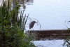 The Peace of Wild Things